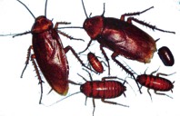 pest control Caboolture